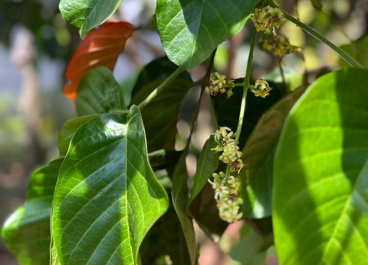 بيت للعطل “Green Thumb Farm Stay” Mundakāyam الهند